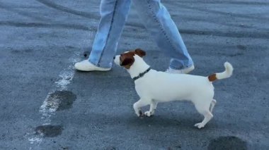 Beyaz kadın Jack Russell Terrier 'ına bagaja atlamasını emrediyor.