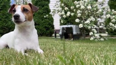Jack Russell Terrier köpeği seyahat gemisine çarpar.