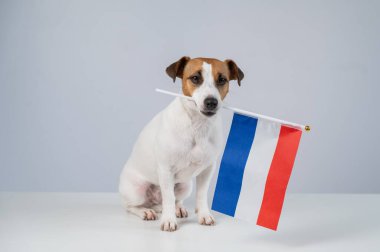 Beyaz arka planda Hollanda bayrağı tutan Jack Russell Terrier köpeği