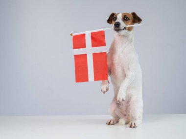 Beyaz arka planda Danimarka bayrağı tutan Jack Russell Terrier köpeği