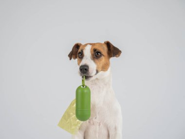 Jack Russell Terrier köpeği köpek çöp torbası ile konteynır tutuyor.