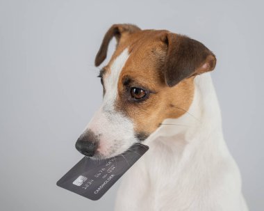 Jack Russell Teriyer Köpek Tutma Kredi Kartı