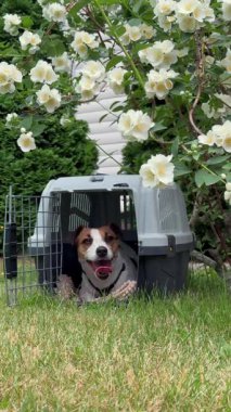 Jack Russell Teriyer Köpeği Seyahat Taşıyıcısında Yatıyor