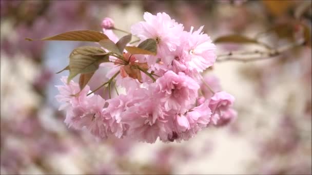 Flores Cerezo Viento — Vídeos de Stock
