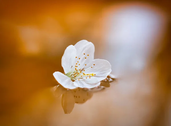 single cherry blossom floating on water