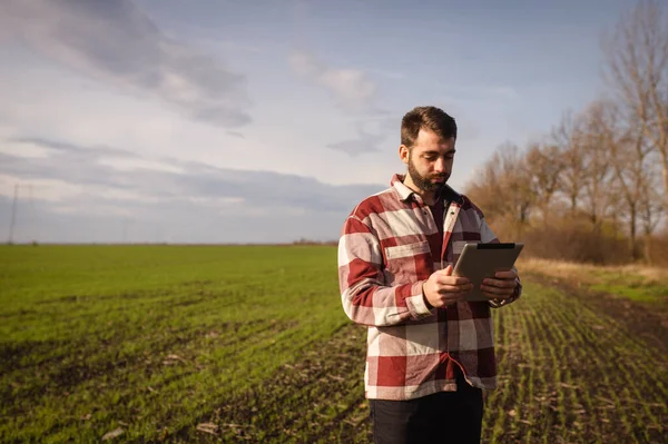 Young Agronomist Holds Tablet His Hands Green Wheat Field Farmer Stock Image