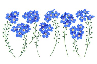 Vektör Unutma beni çiçekleri. Gerçekçi, elle çizilmiş, detaylandırılmış çiçek tokası sanat öğeleri. Reklam için hazır çiçekler, kartlar, sosyal ağlarda pankartlar, baskı tasarımı, tekstil tasarımı