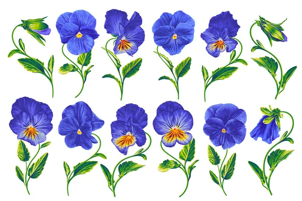 Vektor Botani Realistis Set Blue Pansies Terisolasi Latar Belakang Putih - Stok Vektor
