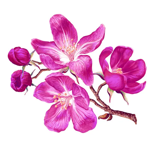 Realistický Styl Jasná Botanická Ilustrace Růžovými Květy Ovocného Stromu Jablečné Stock Ilustrace