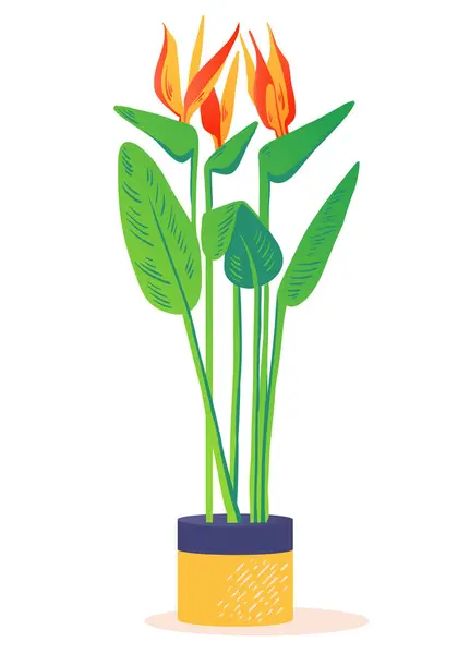 Roztomilá Minimalistická Kresba Jasného Tropického Květu Strelitzia Reginae Africká Rostlina Stock Vektory