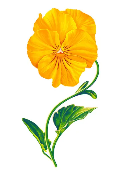 Vecteur Fleur Pansy Jaune Fleur Lumineuse Détaillée Dessinée Main Illustration Illustration De Stock