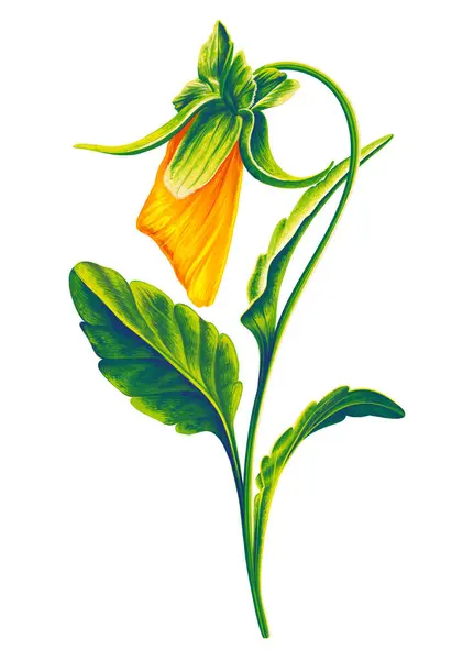 Fleur Numérique Bourgeon Panse Jaune Élément Composition Botanique Clip Art Illustrations De Stock Libres De Droits