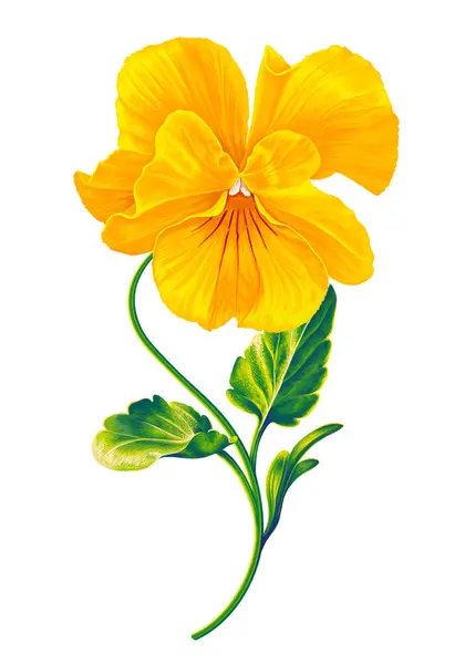 Vektorová Realistická Ruka Nakreslila Detailní Květinovou Buchtičku Žlutou Violu Květinový Stock Ilustrace