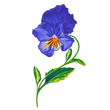 Parlak Pansy çiçekli botanik çizimi. Viola üç renkli, mavi ve sarı bahar çiçeği tasarımınız için, ürünler, kozmetik ürünler, kartpostallar, sosyal medya tasarımları, kıyafetler için baskılar. 