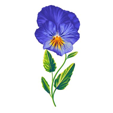 Bahar çiçeği Pency. Viola 'nın gerçekçi el çizimi tarzı. Mavi ve sarı bitki, ürünlerinizin veya sosyal ağlarınızın tasarımı için sanat öğesini vektör biçiminde kırpın