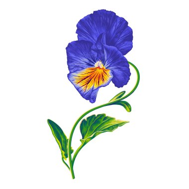 Pansy, Viola sarısı ve mavi. Gerçekçi bir şekilde parlak çiçeğin sofistike botanik çizimi. Son derece detaylı el çizimi illüstrasyon vektör biçimi. Clip sanatı beyaz arkaplanda izole edildi