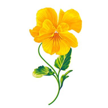 Pansy 'nin estetik, parlak sarı çiçeği, dijital vektör formatında gerçekçi bir şekilde çizilmiş Viola eli, dijital sanat. İllülasyon dijital materyallerde, reklam kampanyalarında veya markalaşmada kullanılabilir