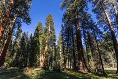 Sequoia National Park, California, USA - September 17 - view of the Sequoia National Park landscape
