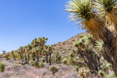Joshua Tree Ulusal Parkı, Kaliforniya, ABD - 22 Eylül - Joshua Tree Ulusal Parkı manzarası