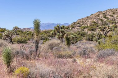 Joshua Tree Ulusal Parkı, Kaliforniya, ABD - 22 Eylül - Joshua Tree Ulusal Parkı manzarası