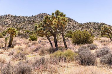 Joshua Tree Ulusal Parkı, Kaliforniya, ABD - 22 Eylül - Joshua Tree Ulusal Parkı manzarası