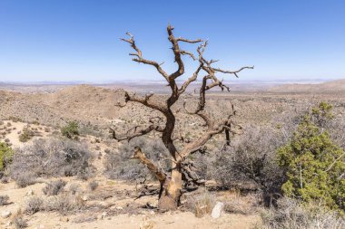 Joshua Tree Ulusal Parkı, Kaliforniya, ABD - 22 Eylül - Joshua Tree Ulusal Parkı manzarası
