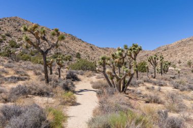 Joshua Tree Ulusal Parkı, Kaliforniya, ABD - 22 Eylül - Joshua Tree Ulusal Parkı manzarası