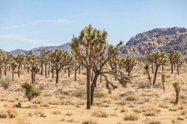 Joshua Tree Ulusal Parkı, Kaliforniya, ABD - 22 Eylül - Joshua Tree Ulusal Parkı manzarası