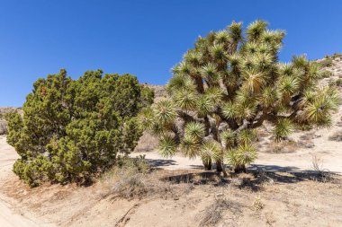 Joshua Tree Ulusal Parkı, Kaliforniya, ABD - 22 Eylül - Joshua Tree Ulusal Parkı manzarası