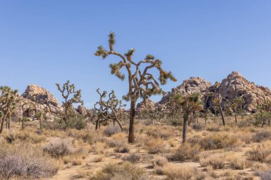 Joshua Tree Ulusal Parkı, Kaliforniya, ABD - 22 Eylül - Joshua Tree Ulusal Parkı manzarası
