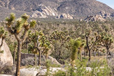 Joshua Tree Ulusal Parkı, Kaliforniya, ABD - 22 Eylül - Joshua Tree Ulusal Parkı manzarası