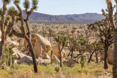 Joshua Tree Ulusal Parkı, Kaliforniya, ABD - 22 Eylül - Joshua Tree Ulusal Parkı manzarası