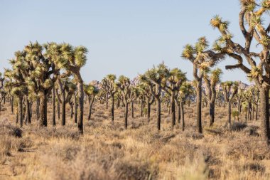 Joshua Tree Ulusal Parkı, Kaliforniya, ABD - 22 Eylül - Joshua Tree Ulusal Parkı manzarası