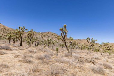 Joshua Tree Ulusal Parkı, Kaliforniya, ABD - 22 Eylül - Joshua Tree Ulusal Parkı manzarası