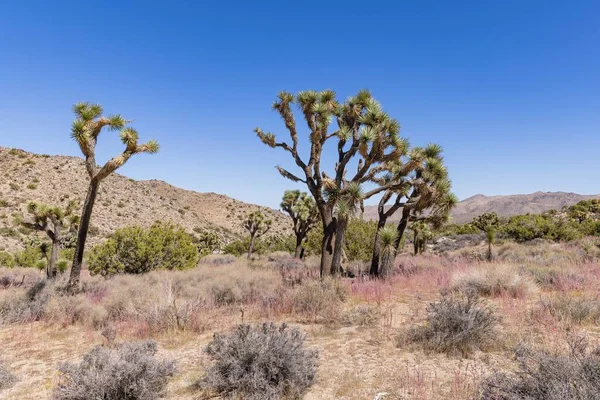 Joshua Tree Nationalpark Kalifornien Usa September Blick Auf Die Landschaft — Stockfoto