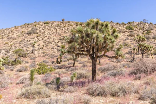 Joshua Tree National Park Καλιφόρνια Ηπα Σεπτεμβρίου Θέα Του Τοπίου — Φωτογραφία Αρχείου