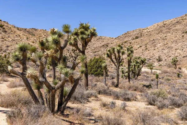 Parco Nazionale Joshua Tree California Usa Settembre Veduta Del Paesaggio — Foto Stock
