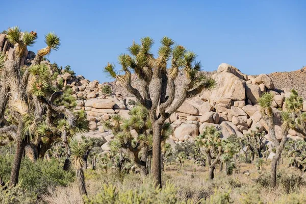 Joshua Tree Nationalpark Kalifornien Usa September Blick Auf Die Landschaft — Stockfoto