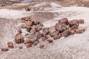 Taşlaşmış orman Milli Parkı Arizona, ABD