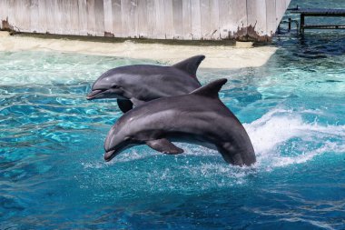 Orlando, Florida 'daki Deniz Dünyası eğlence parkı