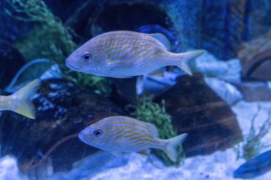 Orlando, Florida 'daki Deniz Dünyası eğlence parkı