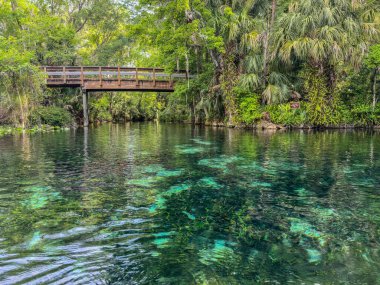 Florida 'daki Gümüş Bahar Gölleri