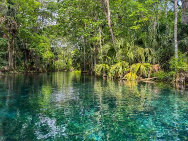 Florida 'daki Gümüş Bahar Gölleri