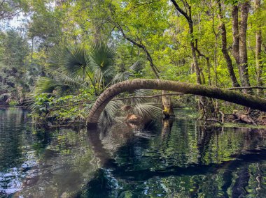 Florida 'daki Gümüş Bahar Gölleri