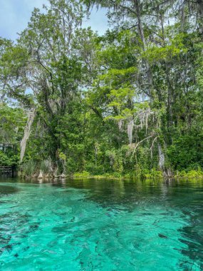 Florida 'daki Gümüş Bahar Gölleri