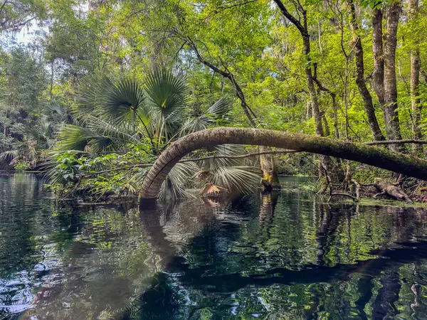 Florida 'daki Gümüş Bahar Gölleri
