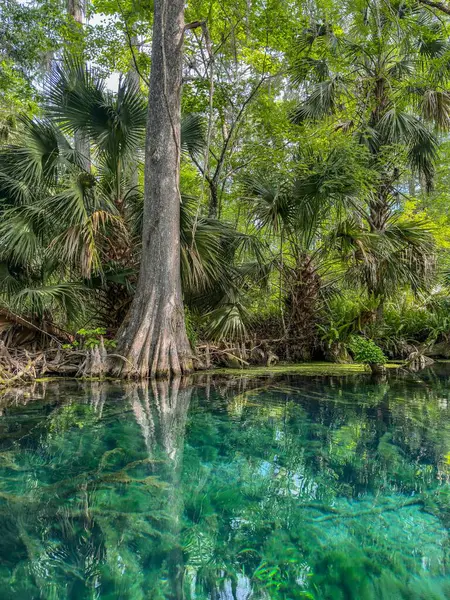 Florida 'daki Gümüş Bahar Gölleri