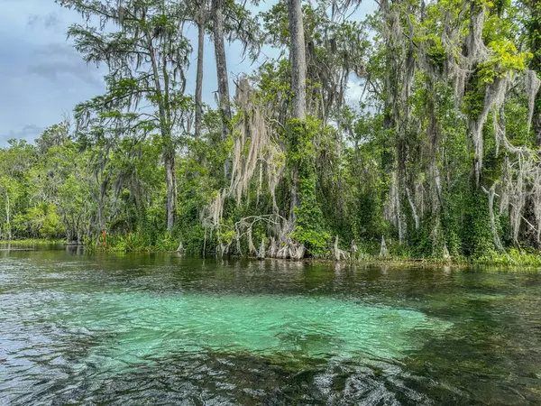 Florida 'daki Gümüş Bahar Gölleri