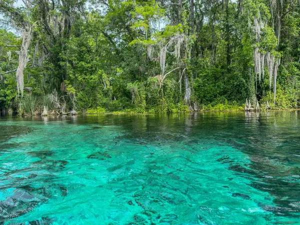 Florida 'daki Gümüş Bahar Gölleri
