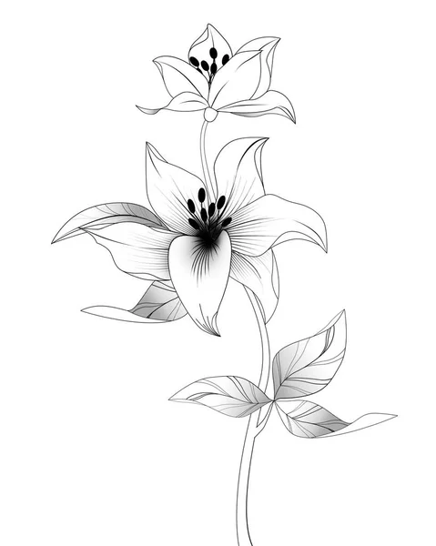 White Lily Isolated White Background — Stock Photo, Image